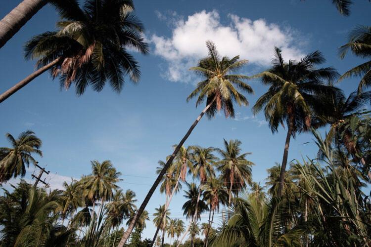 Coconut Tree Homestay Ban Wa Thon Bagian luar foto